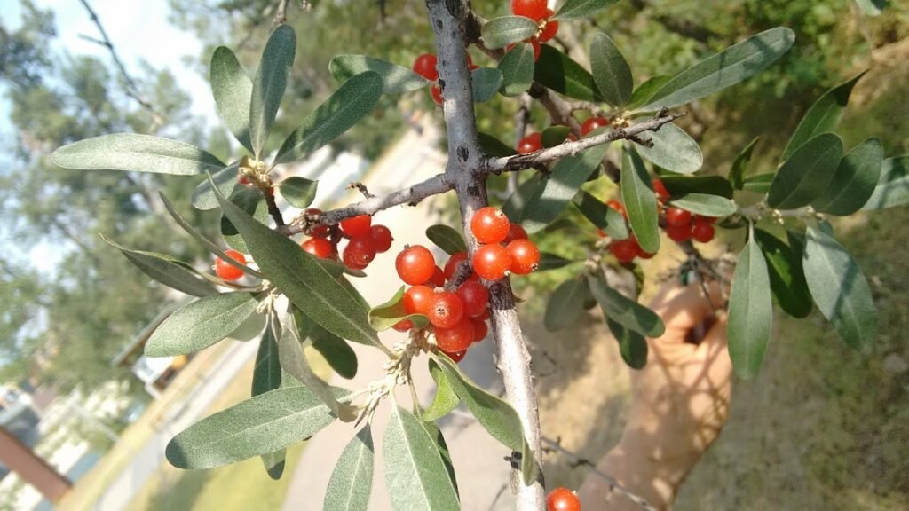Buffalo Berry - Shepherdia argentea