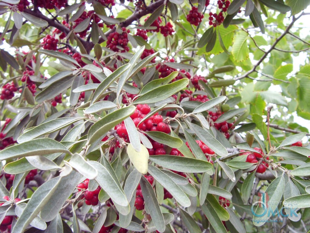 Buffalo Berry - Shepherdia argentea