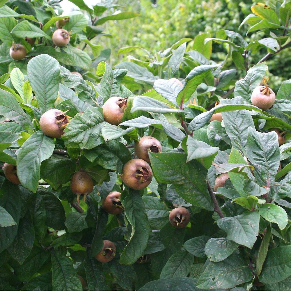 Medlar - Mespilus germanica