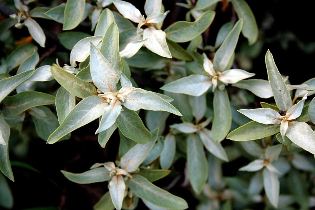 Silverberry - Elaeagnus commutata