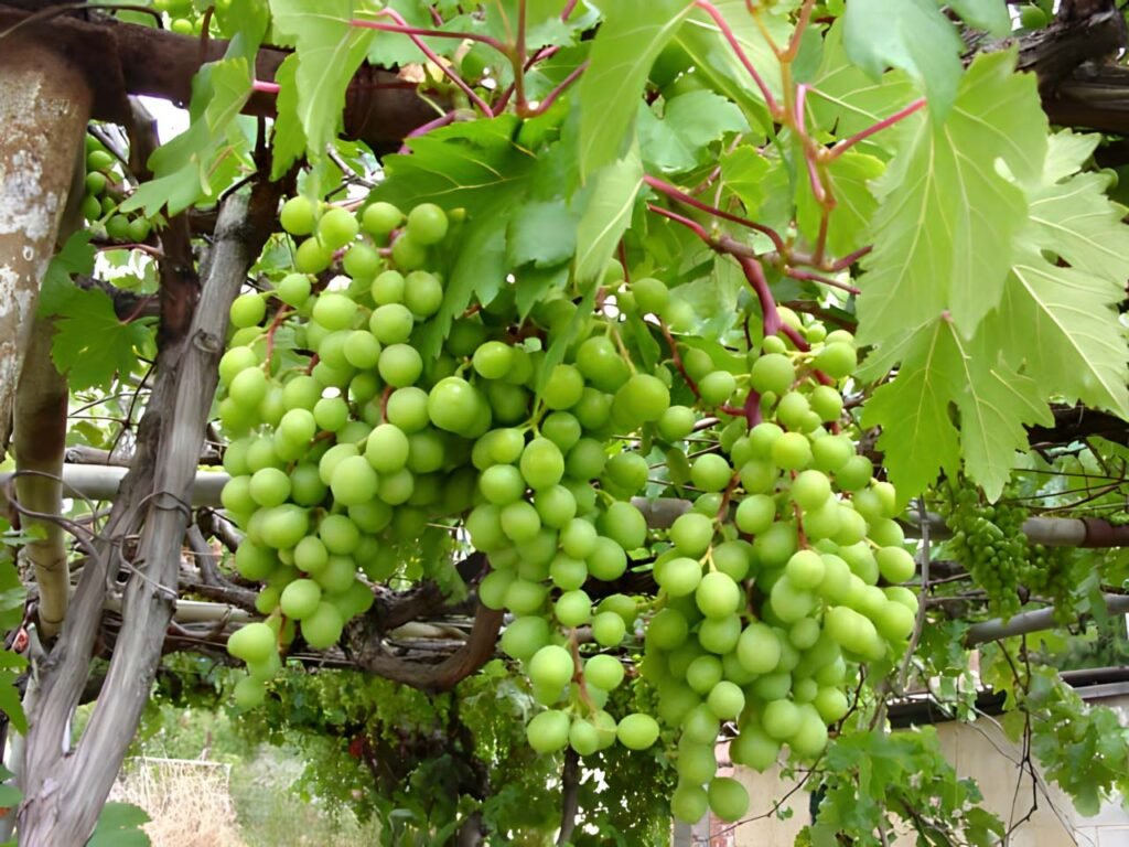 Common Grape - Vitis vinifera
