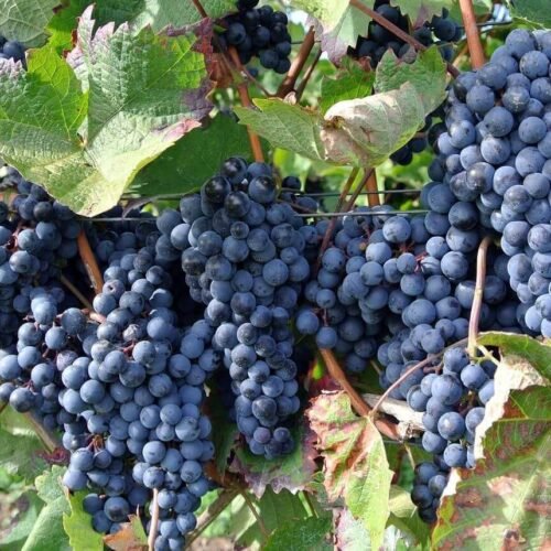 How to grow Common Grape (Vitis vinifera)