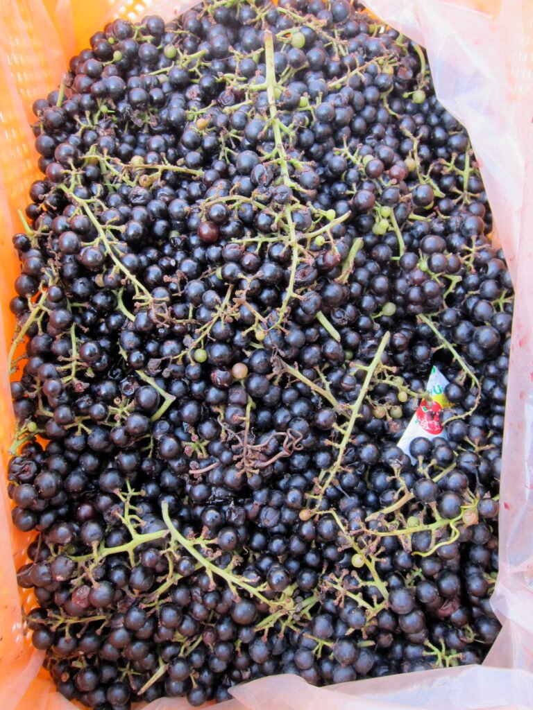 Crimson Glory Vine - Vitis coignetiae