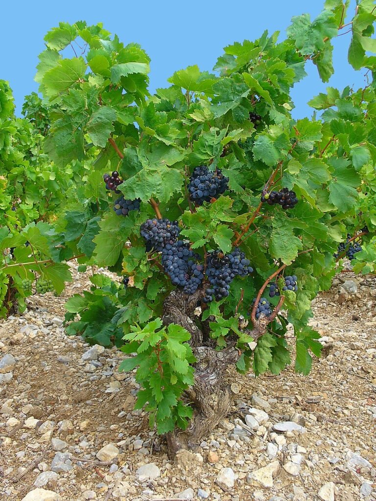 Common Grape - Vitis vinifera