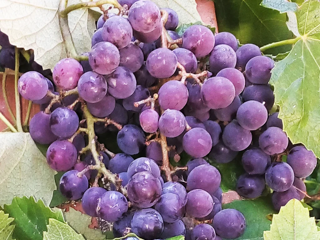 Northern Fox Grape - Vitis labrusca