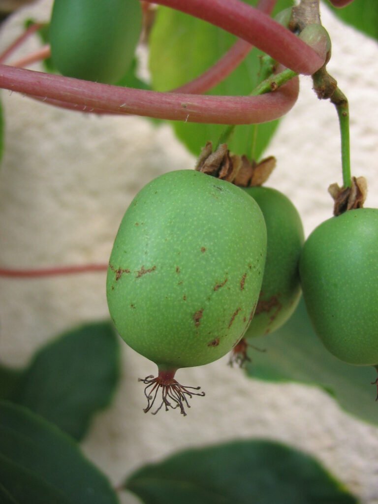 Tara Vine Kiwi - Actinidia arguta