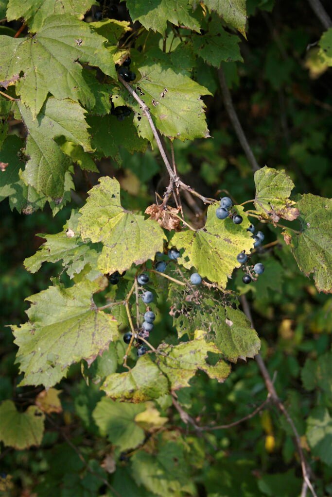 Northern Fox Grape - Vitis labrusca