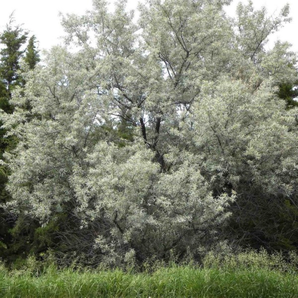 Russian olive - Elaeagnus angustifolia