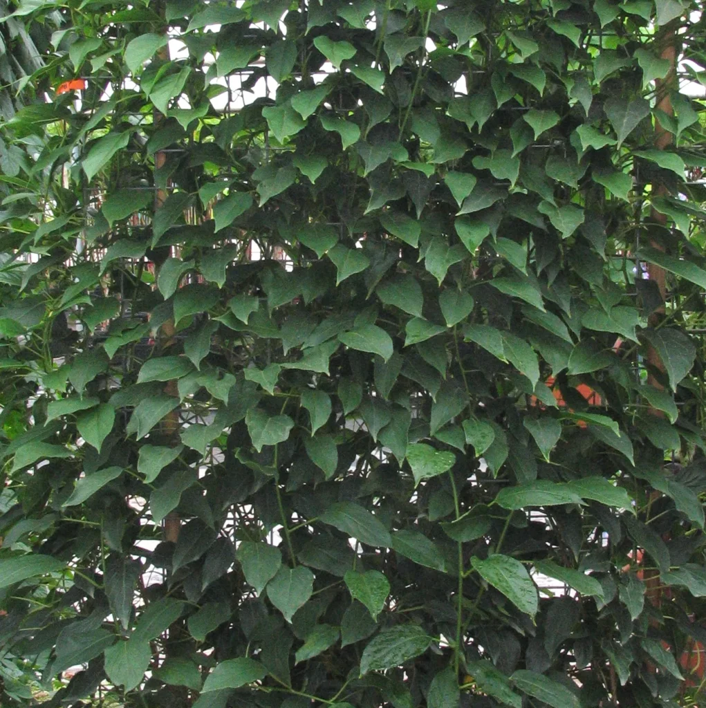 Tara Vine Kiwi - Actinidia arguta