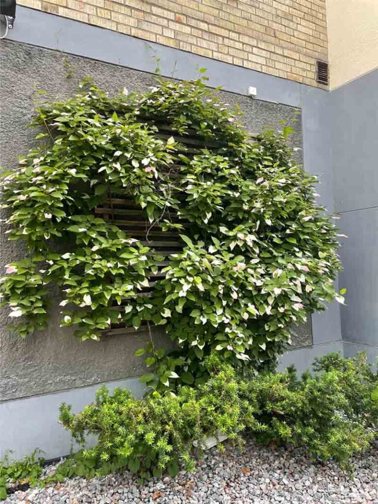 Kiwi Fruit - Actinidia kolomikta