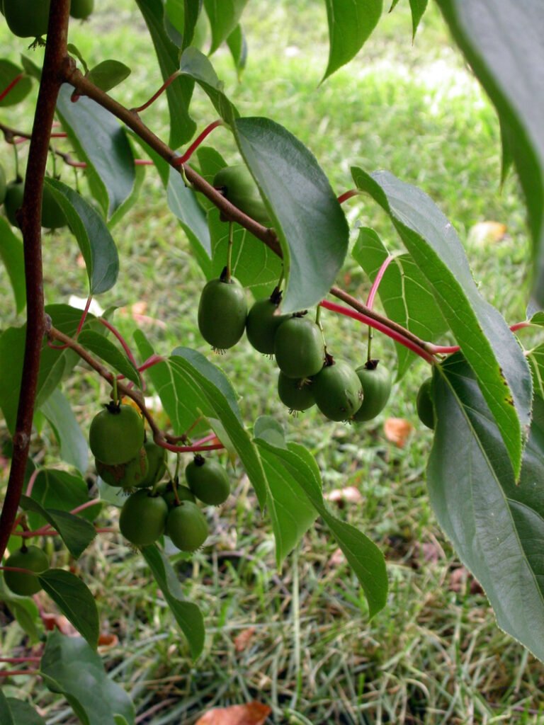 Tara Vine Kiwi - Actinidia arguta