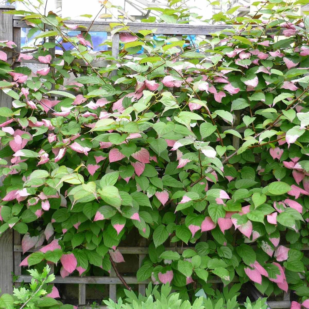 Kiwi Fruit - Actinidia kolomikta