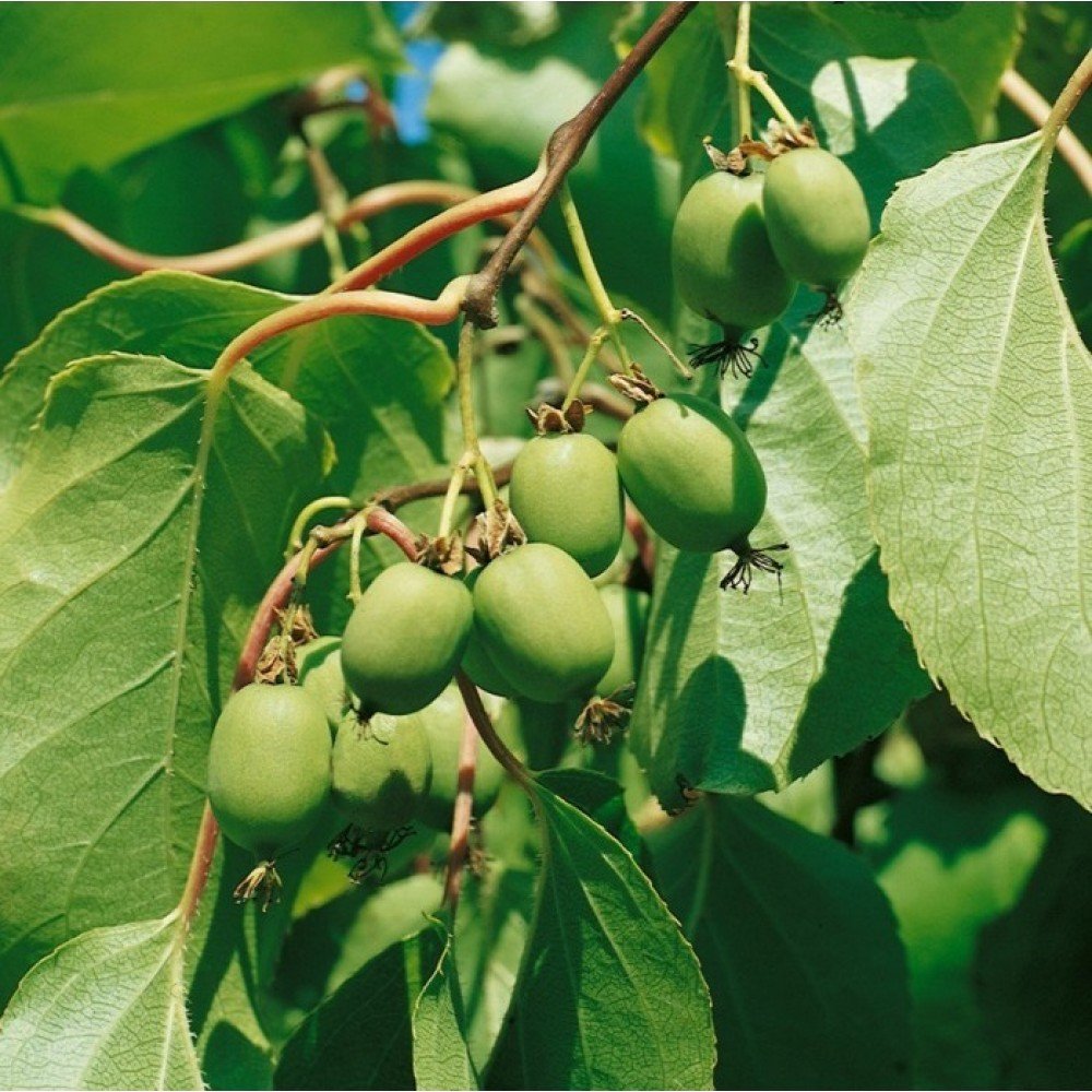 Tara Vine Kiwi - Actinidia arguta