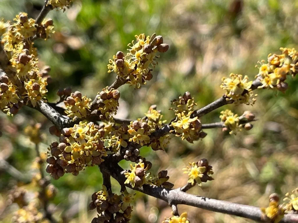 Buffalo Berry - Shepherdia argentea
