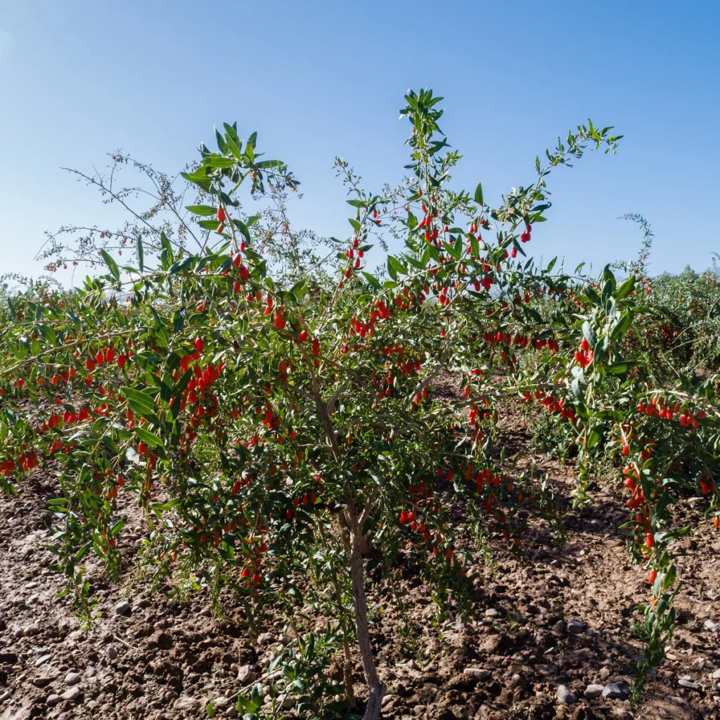 Chinese Boxthorn Goji - Lycium chinense