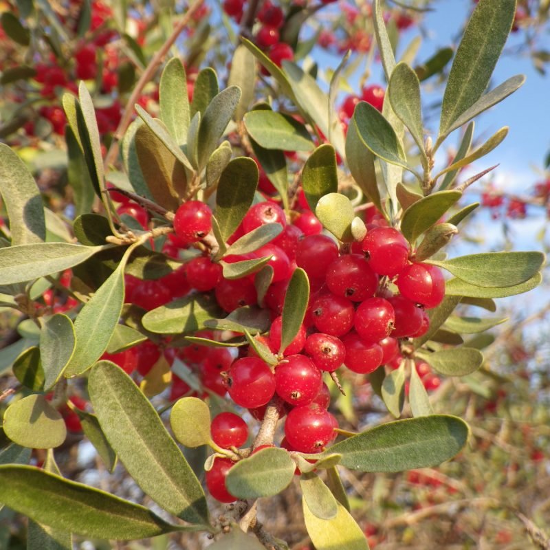 Buffalo Berry - Shepherdia argentea