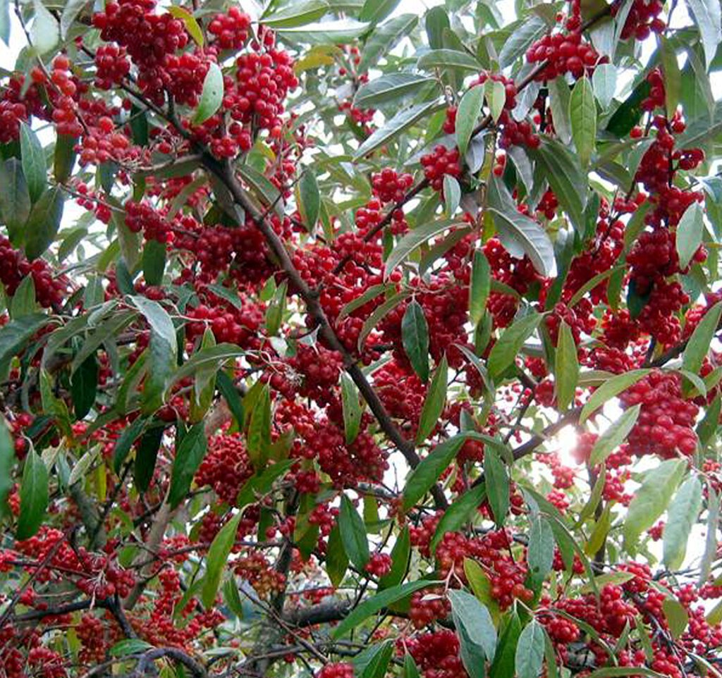 Autumn Olive - Elaeagnus umbellata