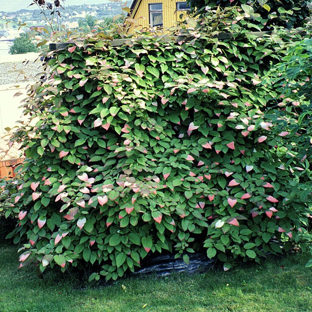 Kiwi Fruit - Actinidia kolomikta