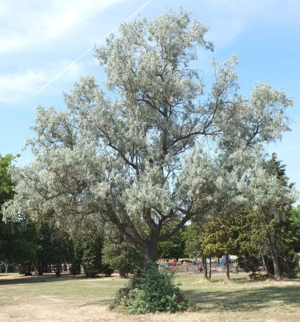 Russian olive - Elaeagnus angustifolia