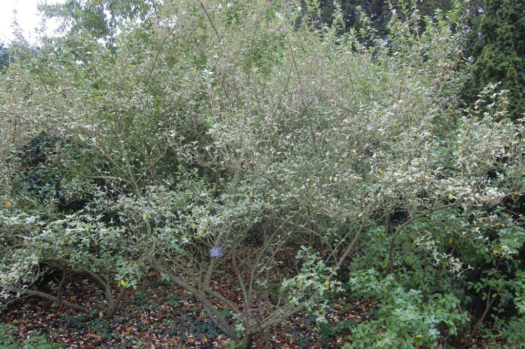 Autumn Olive - Elaeagnus umbellata