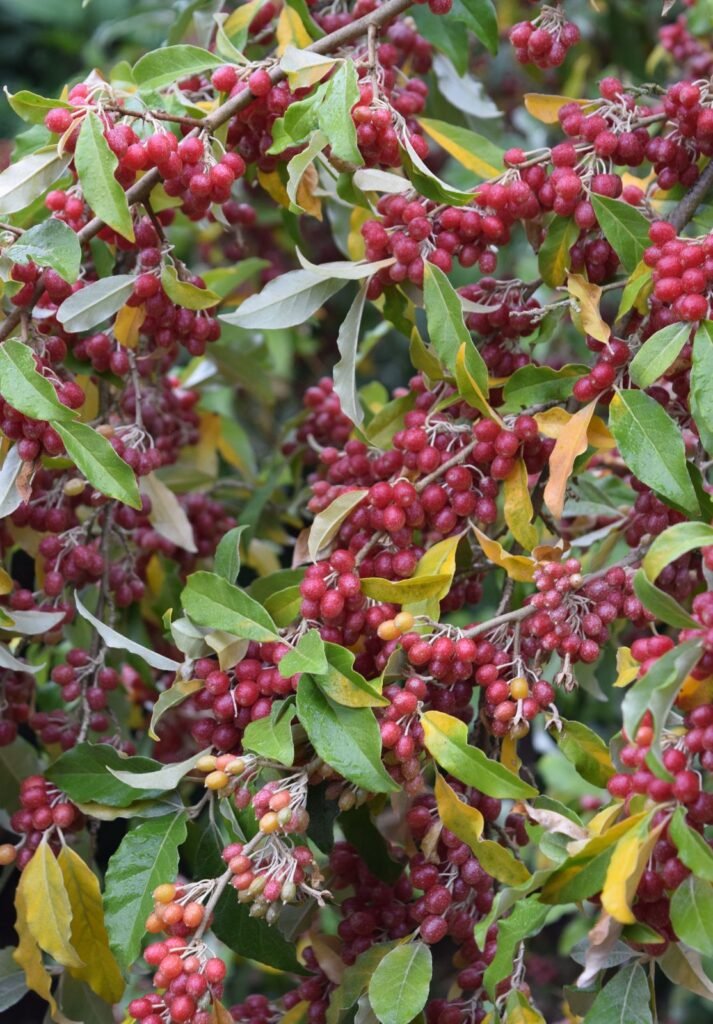 Autumn Olive - Elaeagnus umbellata