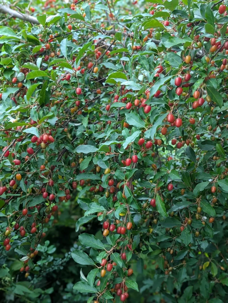 Goumi - Elaeagnus multiflora