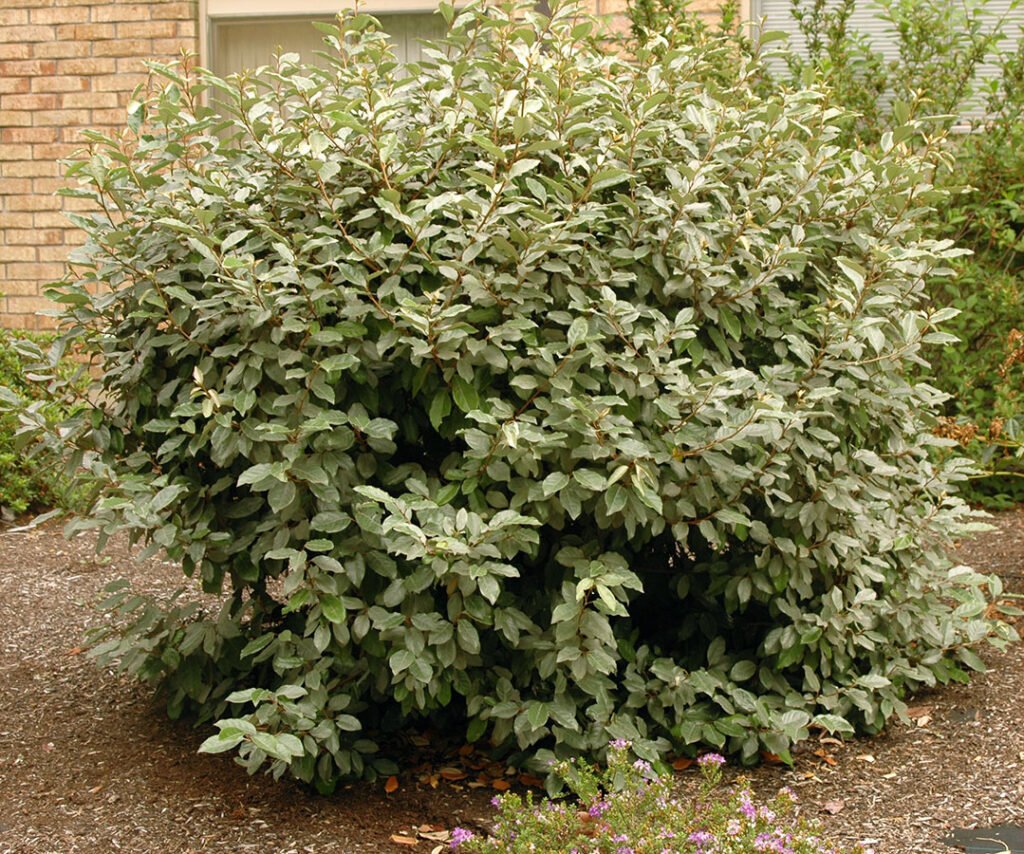 Elaeagnus - Elaeagnus x ebbingei