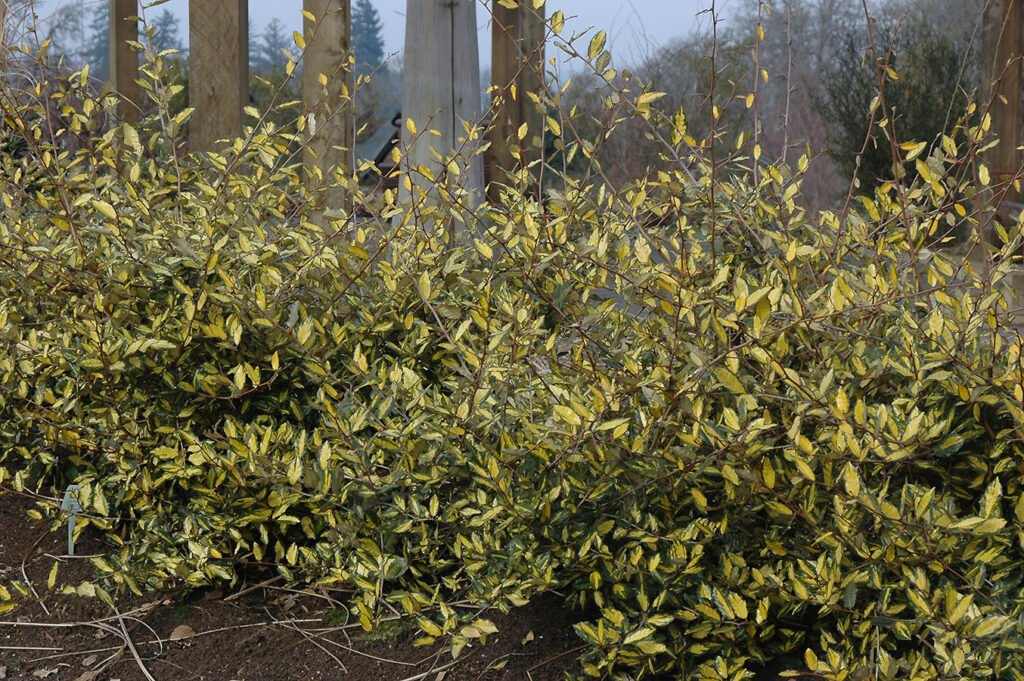 Thorny olive - Elaeagnus pungens