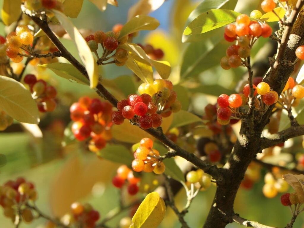 Goumi - Elaeagnus multiflora