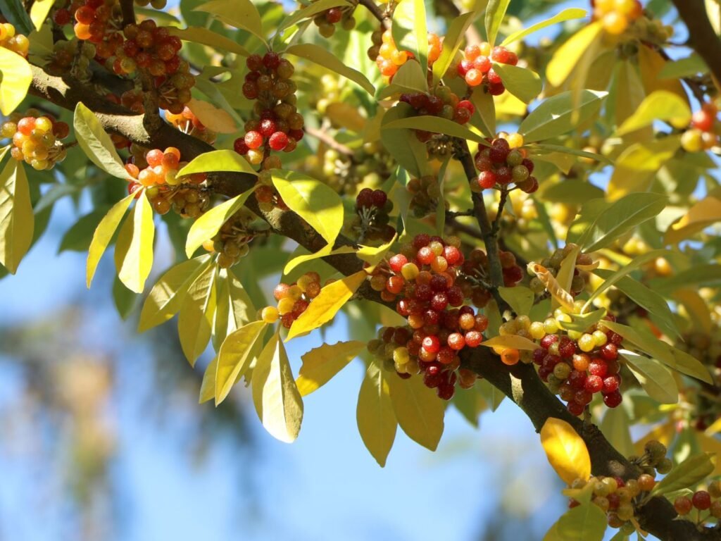 Goumi - Elaeagnus multiflora