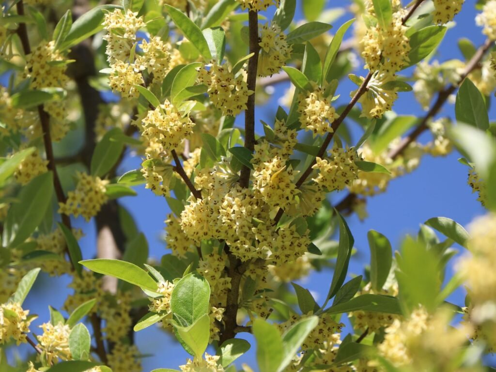 Goumi - Elaeagnus multiflora