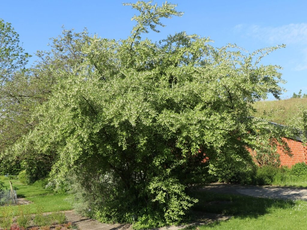 Goumi - Elaeagnus multiflora
