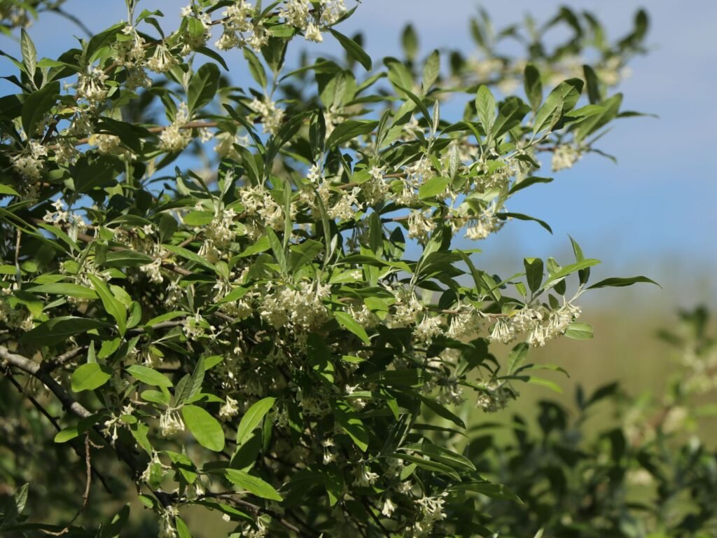 Goumi - Elaeagnus multiflora