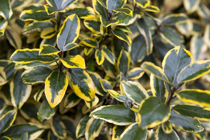 Elaeagnus - Elaeagnus x ebbingei