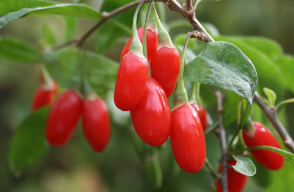Chinese Boxthorn Goji - Lycium chinense