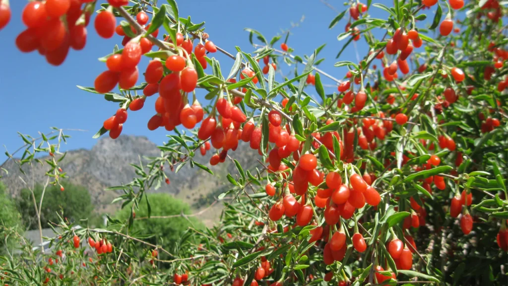 Goji berry - Lycium barbarum