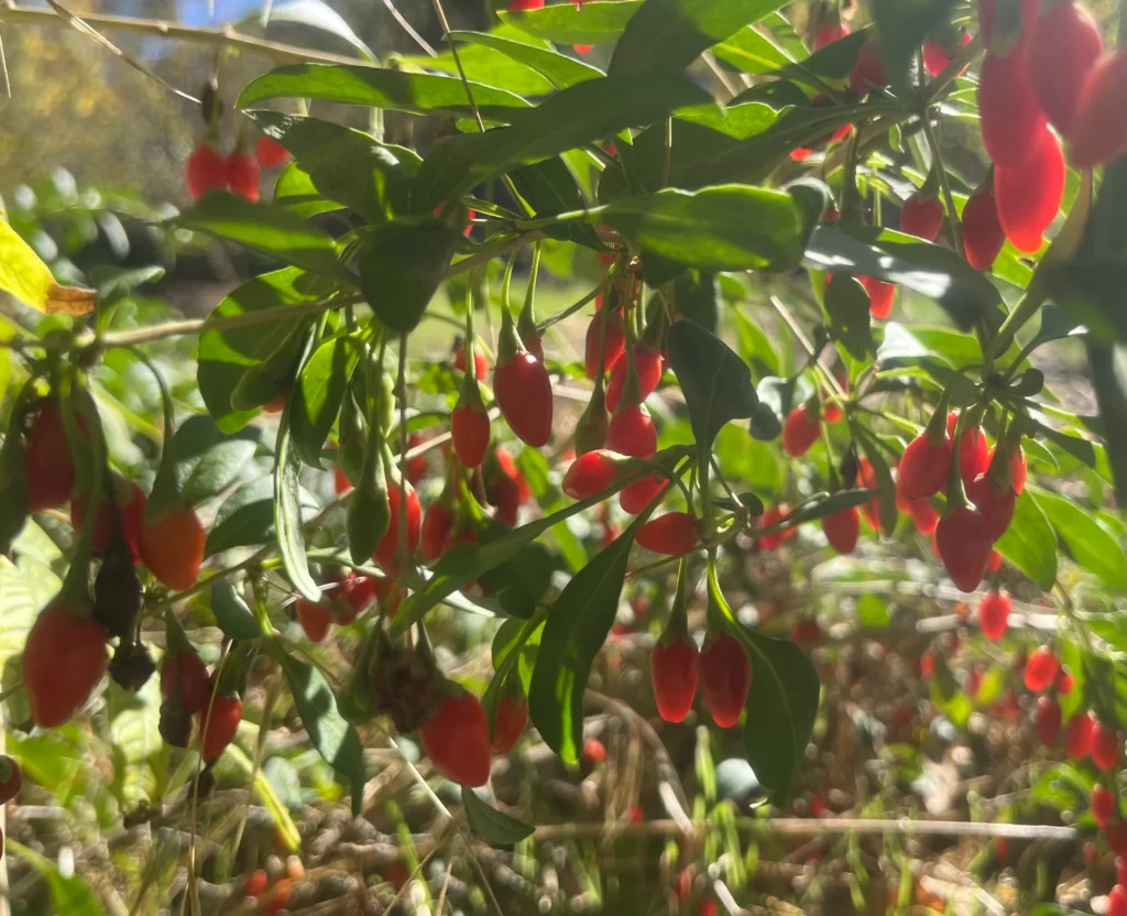 Goji berry - Lycium barbarum
