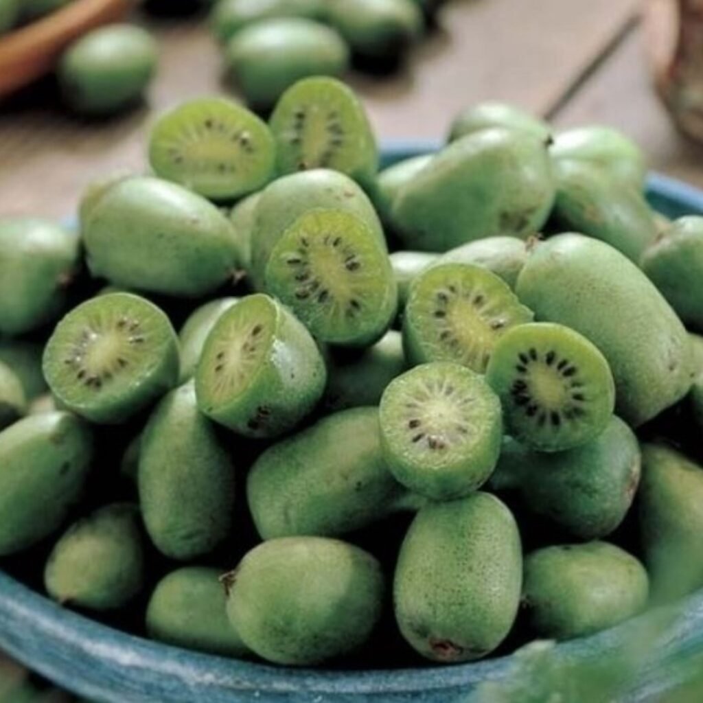 Tara Vine Kiwi - Actinidia arguta