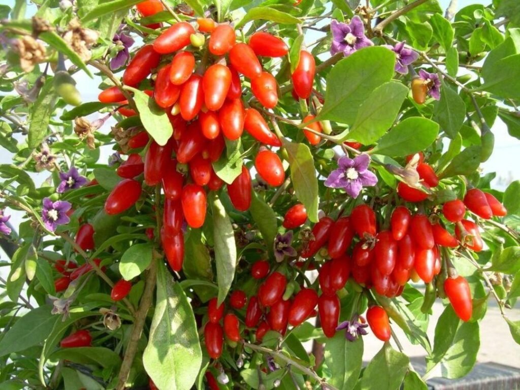 Goji berry - Lycium barbarum