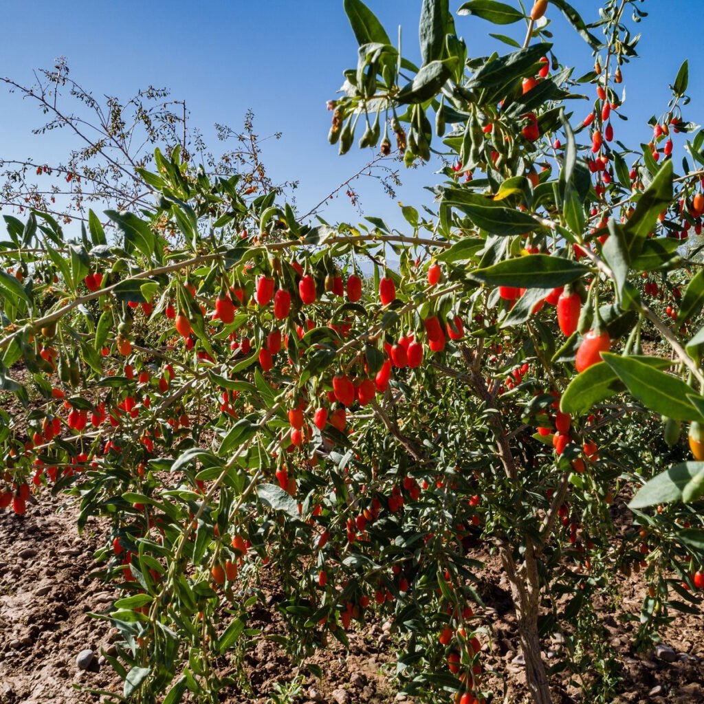 Chinese Boxthorn Goji - Lycium chinense