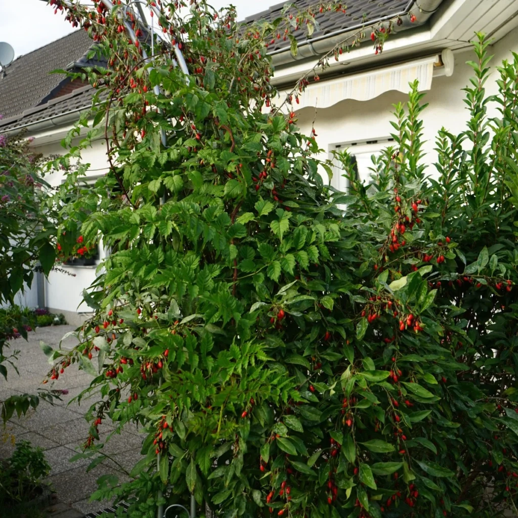 Chinese Boxthorn Goji - Lycium chinense