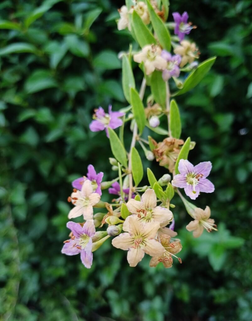 Goji berry - Lycium barbarum