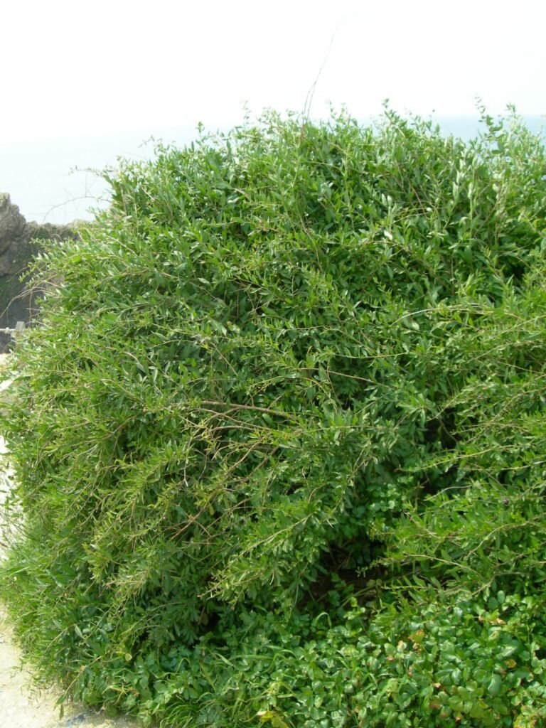 Goji berry - Lycium barbarum