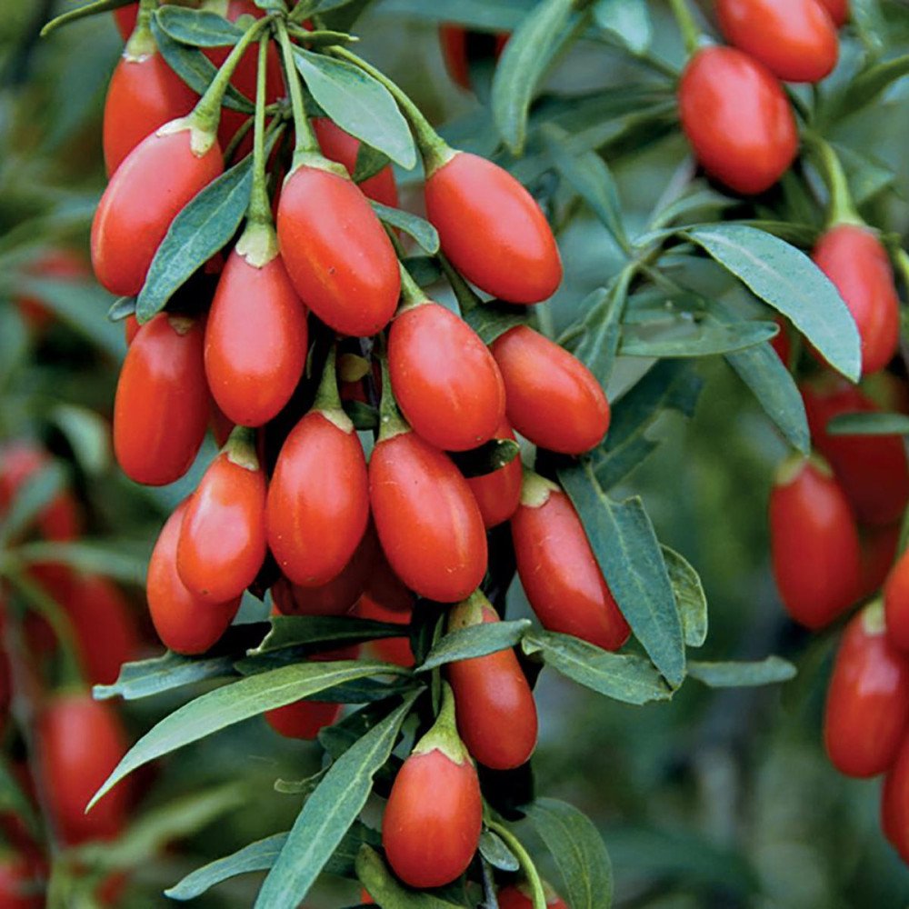 Goji berry - Lycium barbarum