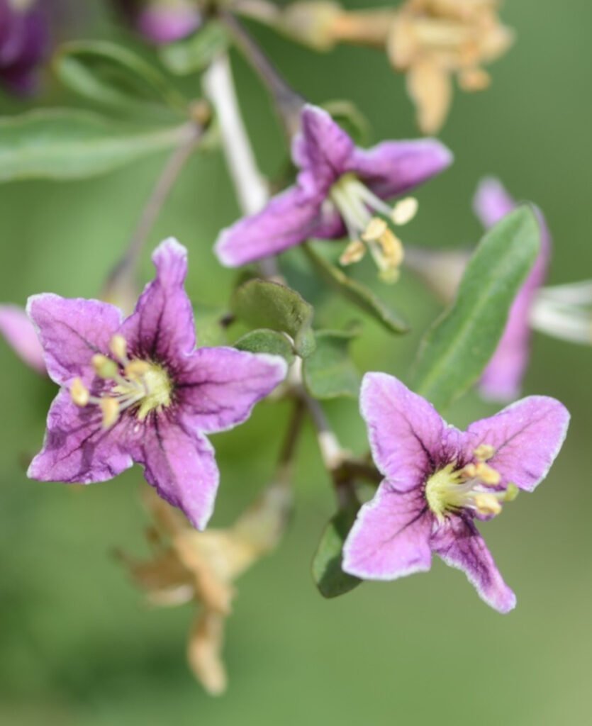 Goji berry - Lycium barbarum