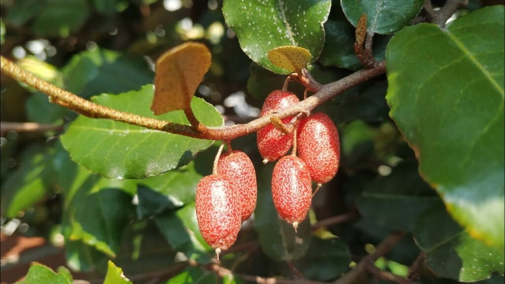 Elaeagnus - Elaeagnus x ebbingei