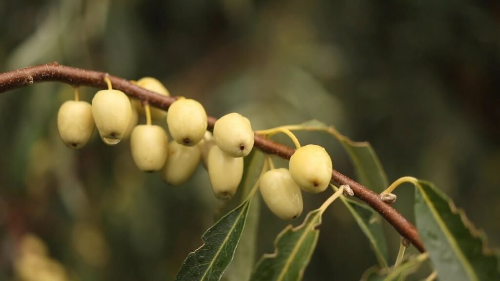 Russian olive - Elaeagnus angustifolia