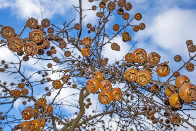 Medlar - Mespilus germanica