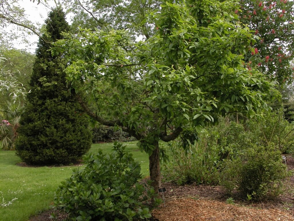 Medlar - Mespilus germanica