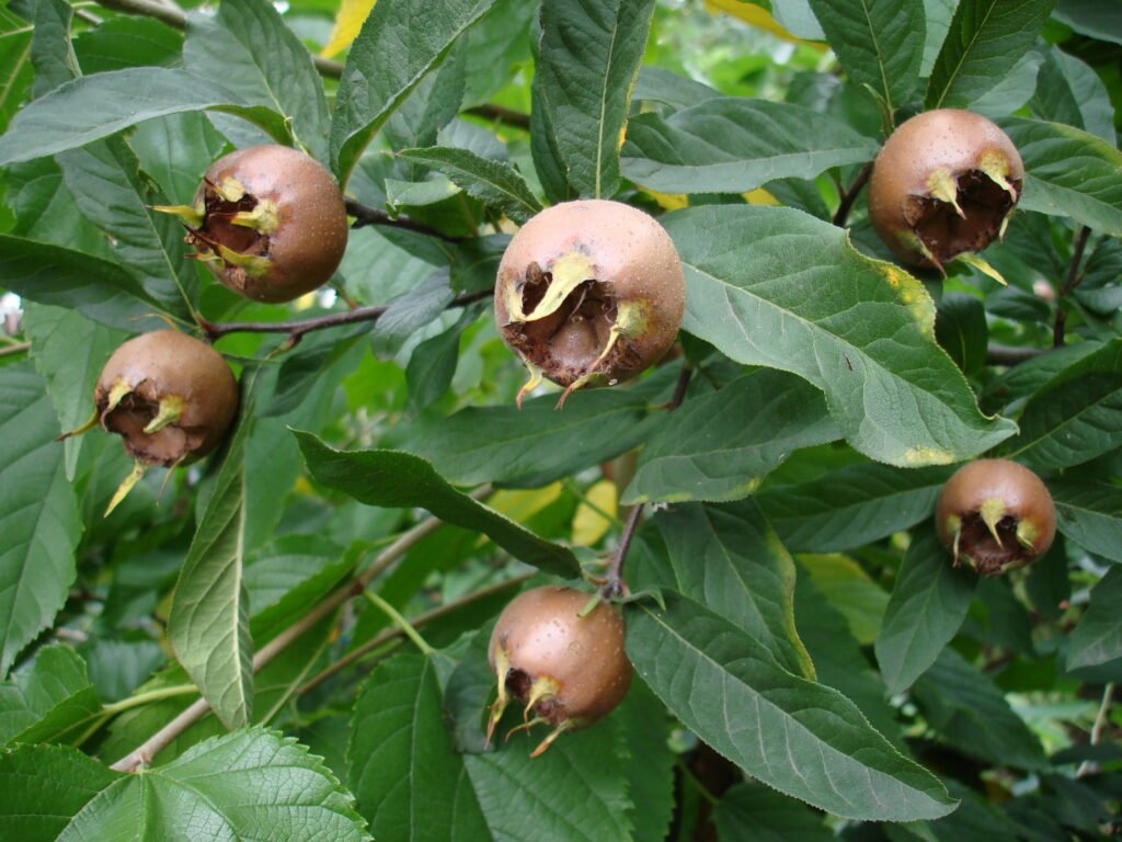 Medlar - Mespilus germanica